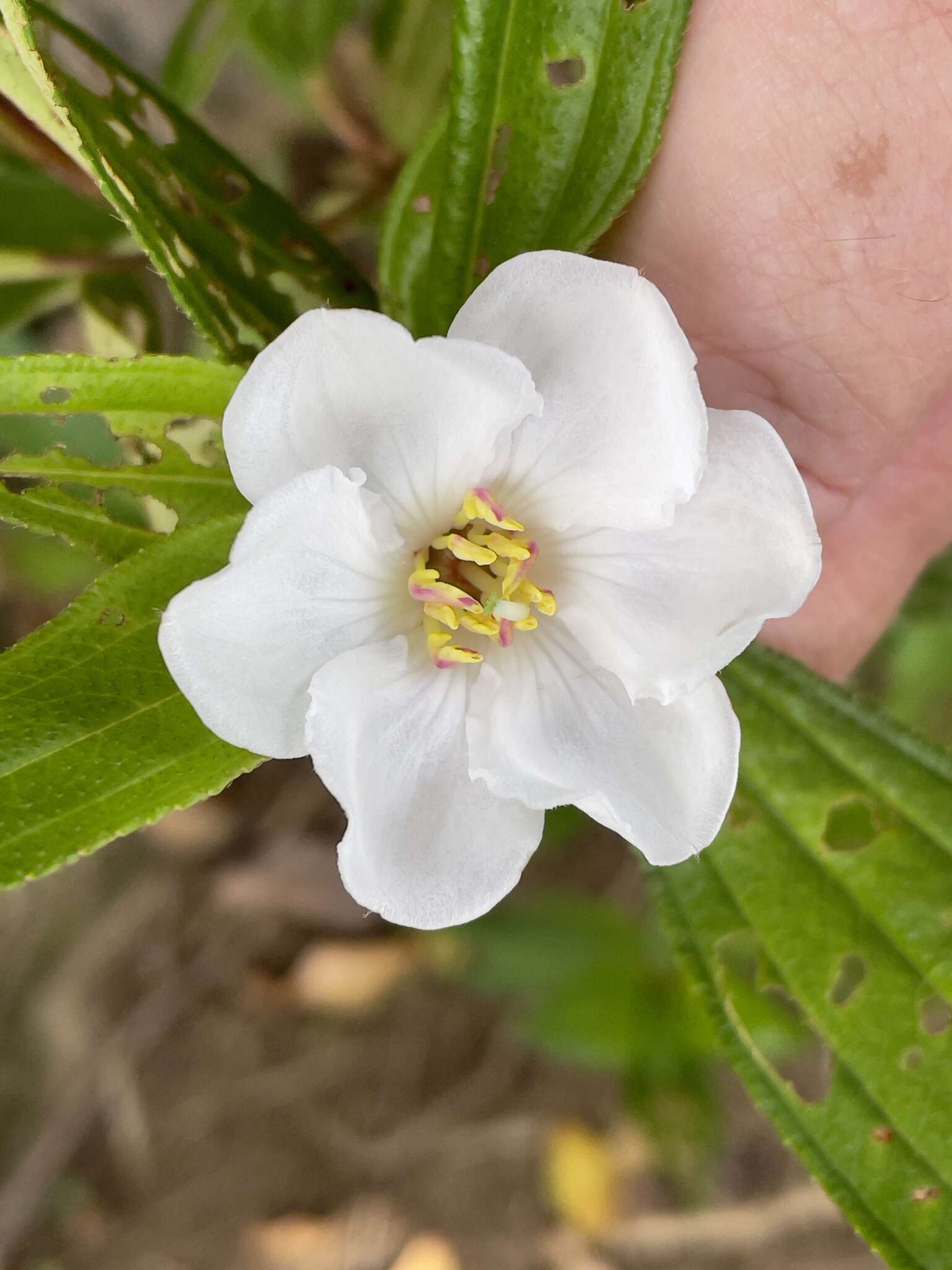 Слика од Melastoma denticulatum Labill.