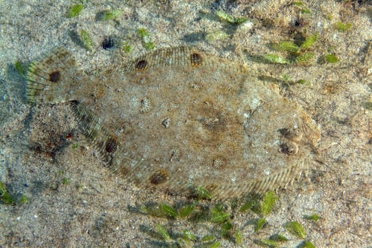 Image of Spotfin Flounder