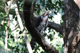 Spizaetus ornatus (Daudin 1800) resmi