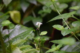 Image of Stenodyneriellus guttulatus (de Saussure 1862)