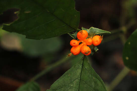 صورة Hymenocoleus scaphus (K. Schum.) Robbr.