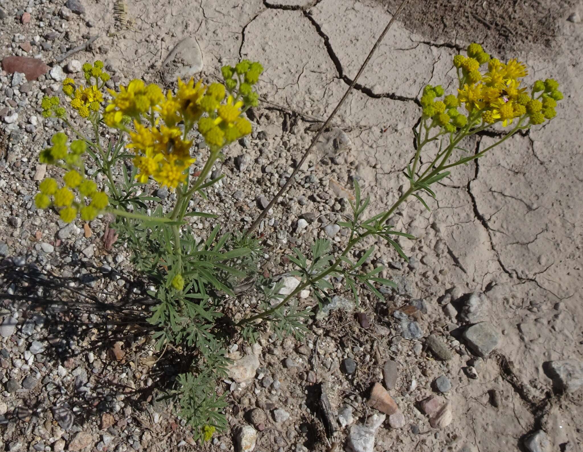 Image of Hymenothrix wislizenii A. Gray