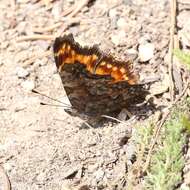 Image of Hoary Comma