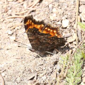 Image of Hoary Comma