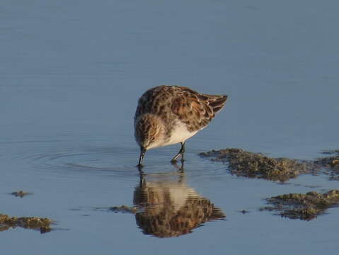 Plancia ëd Calidris minuta (Leisler 1812)