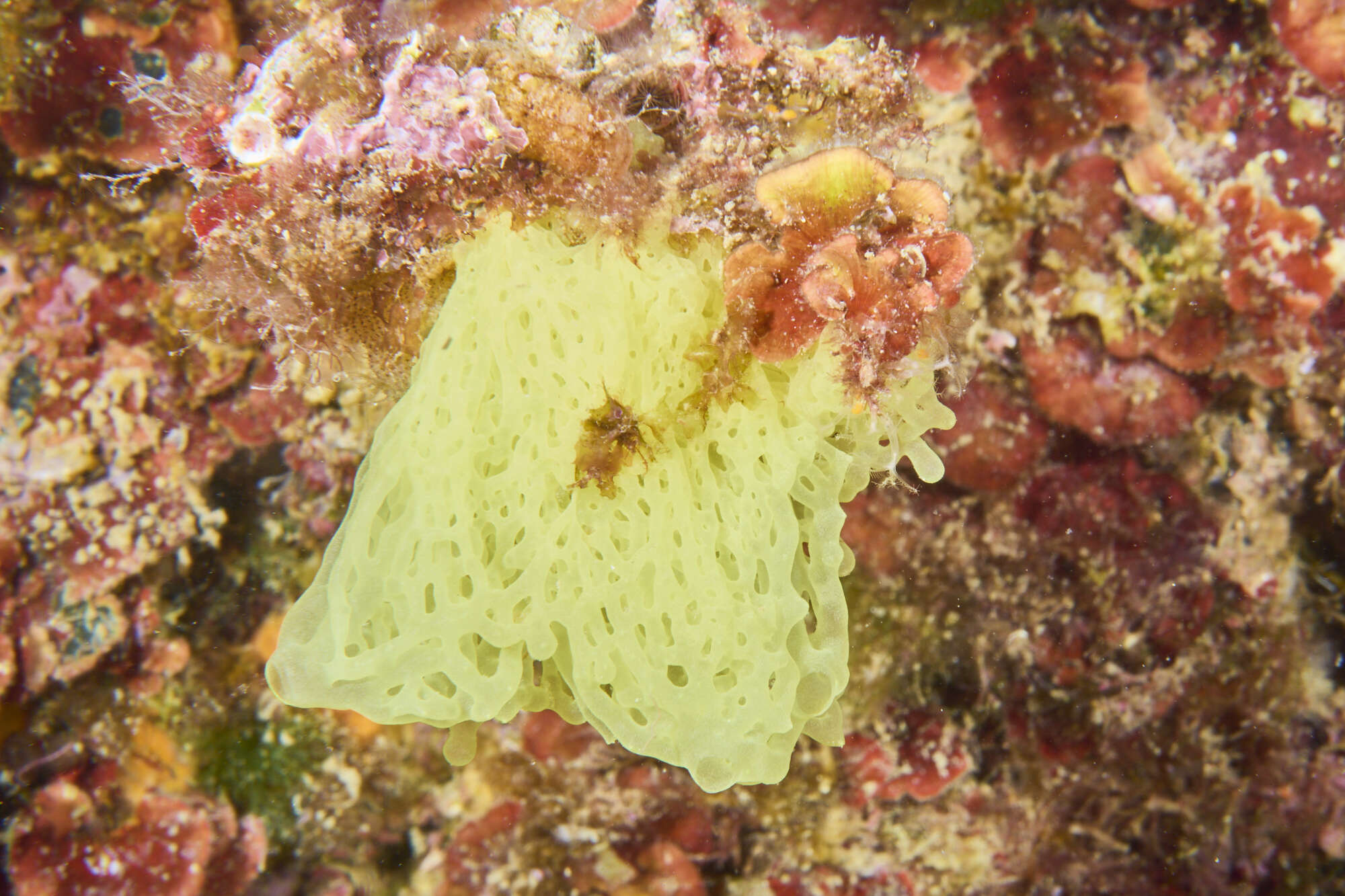 Image of yellow Clathrina