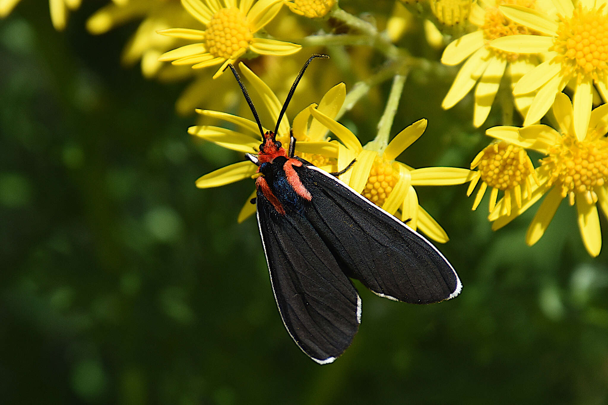 Image of Ctenucha multifaria Walker 1854