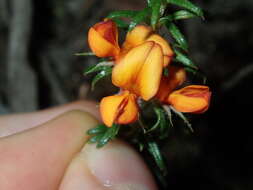 Imagem de Phyllota squarrosa (DC.) Benth.