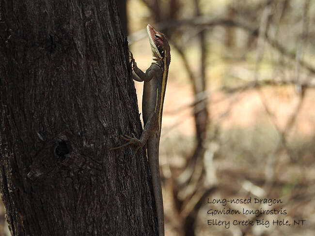 Image of Long-nosed Water Dragon