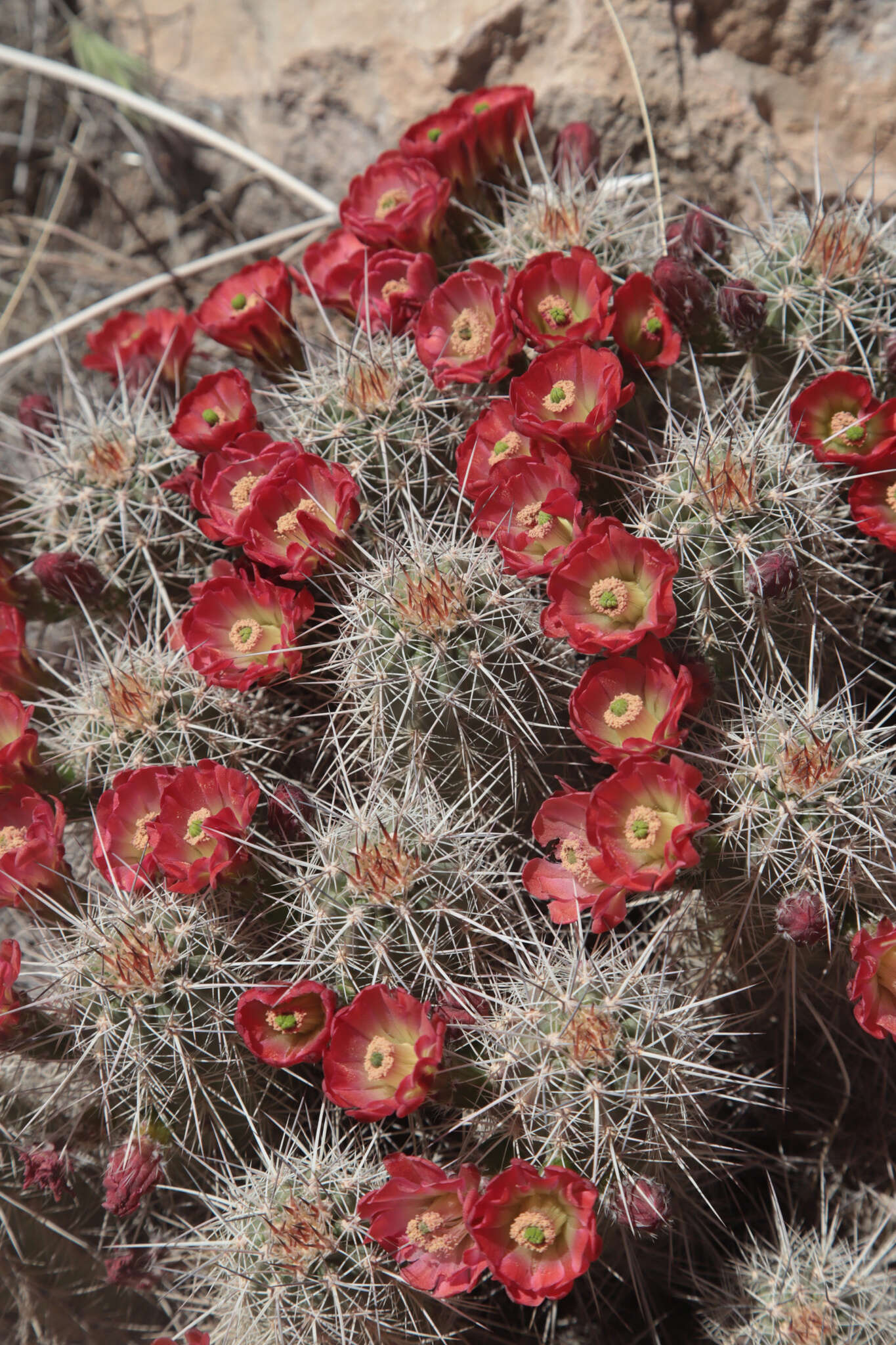 Image de Echinocereus coccineus subsp. coccineus