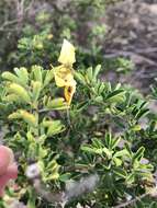 Imagem de Crotalaria medicaginea Lam.