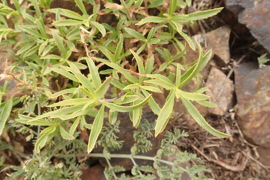 Image of littleleaf bush penstemon