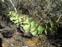 Image of Hakea cucullata R. Br.