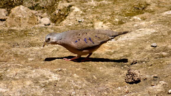 Imagem de Columbina minuta (Linnaeus 1766)