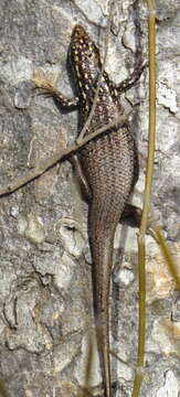 Image of Gold-spotted Mabuya