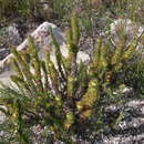 Image of Anthospermum bergianum Cruse