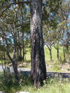 Image of Eucalyptus nicholii Maiden & Blakely