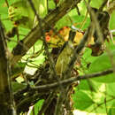 Image of Pygmy Flycatcher