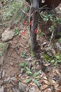 Image of Penstemon wislizenii (A. Gray) Straw