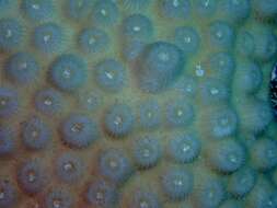 Image of hedgehog coral