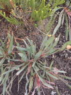 Image of Protea vogtsiae Rourke