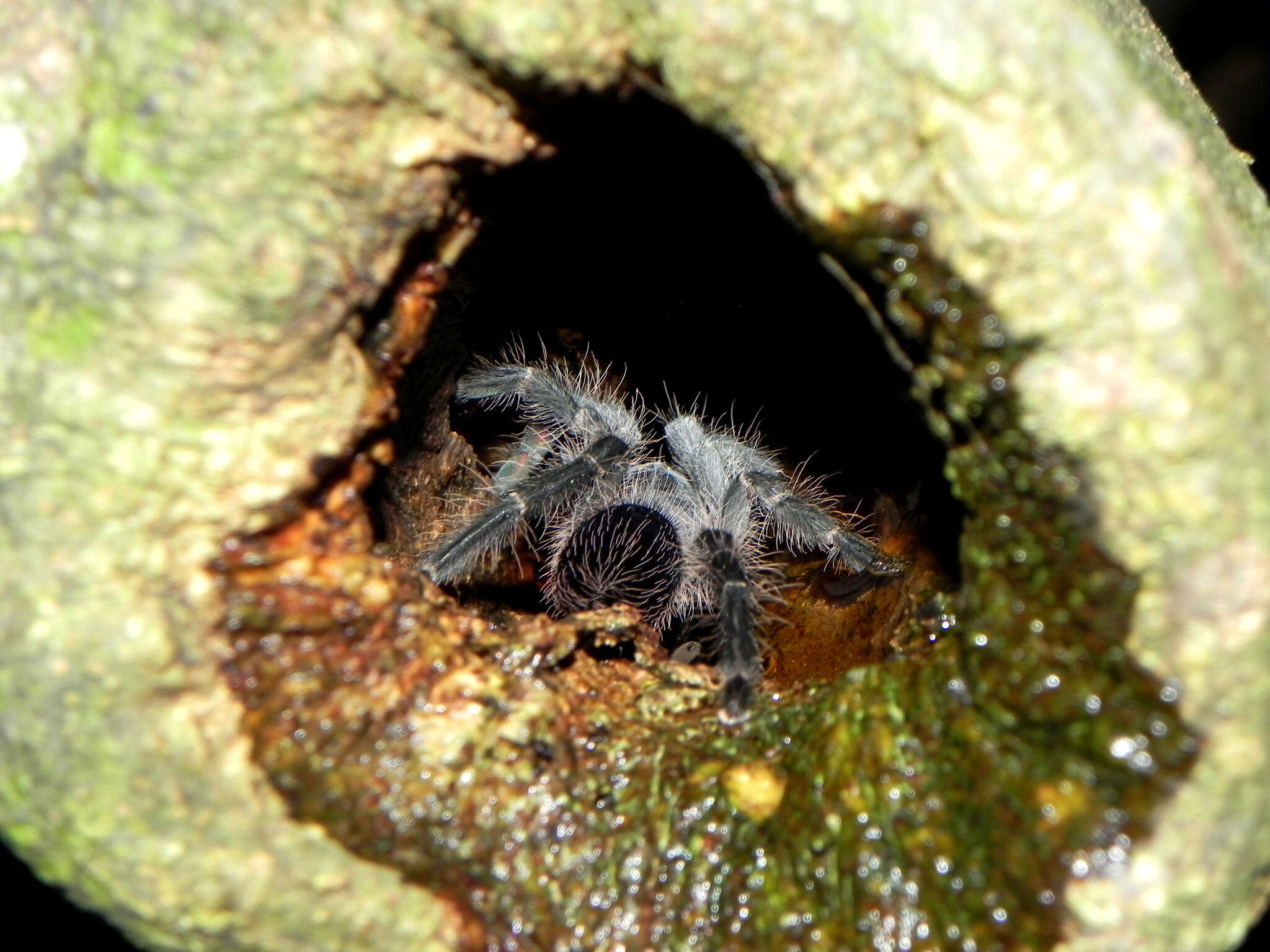 Image of Lasiodora subcanens Mello-Leitão 1921