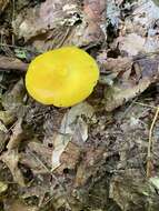 Hygrocybe chlorophana (Fr.) Wünsche 1877 resmi