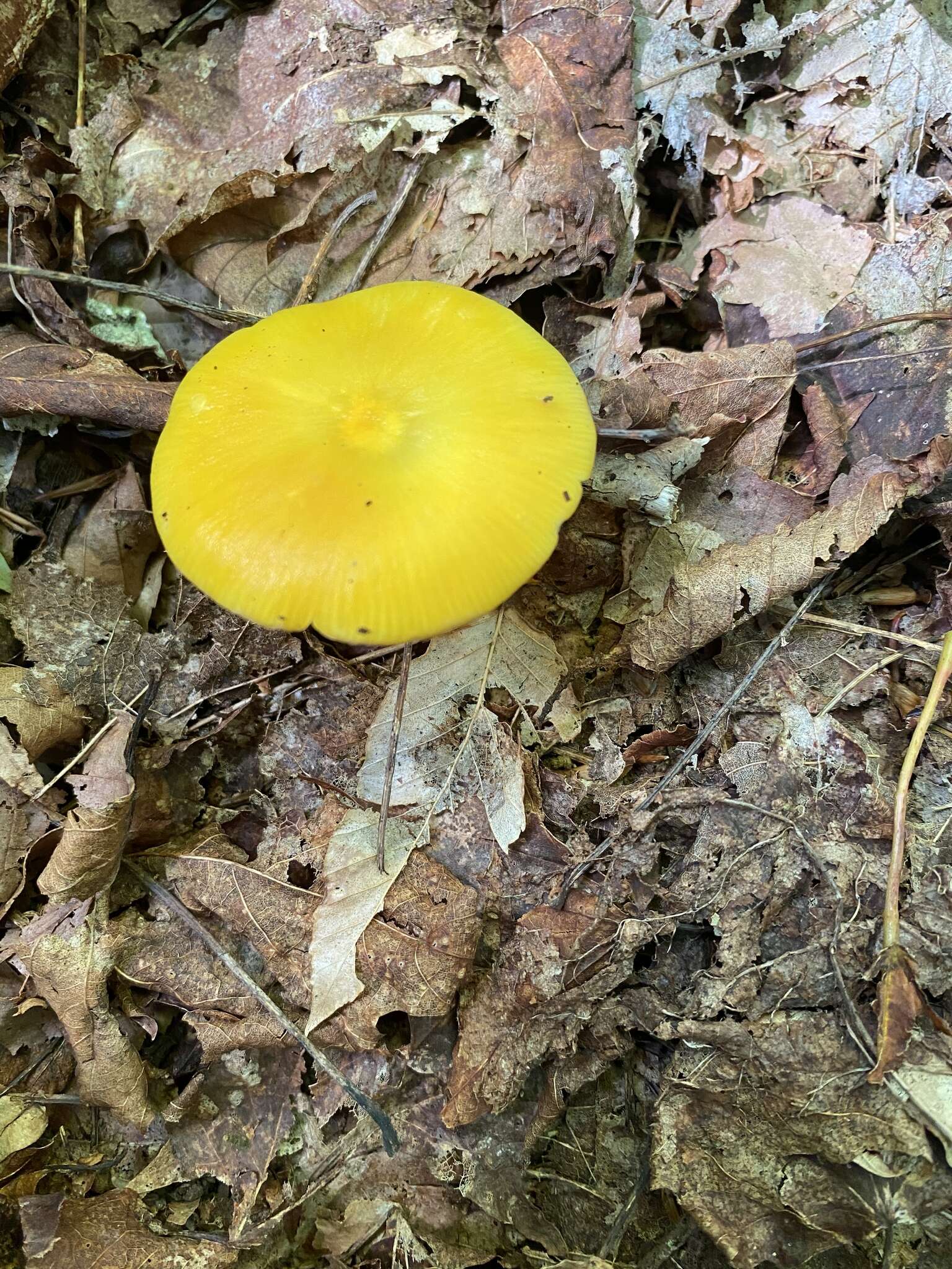 Hygrocybe chlorophana (Fr.) Wünsche 1877 resmi