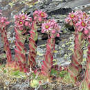 Image of Sempervivum minutum (Kunze ex Willk.) Nyman ex C. Pau