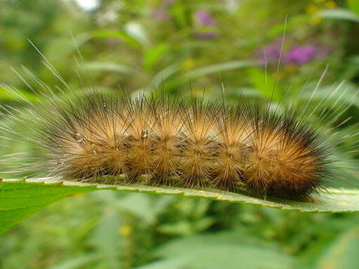 Image of Virginian Tiger Moth