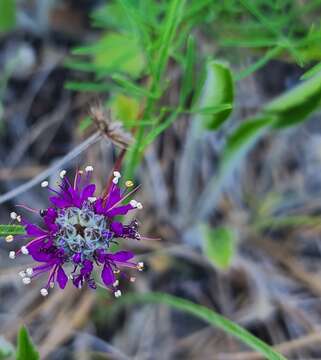 Image of <i>Dalea cahaba</i>