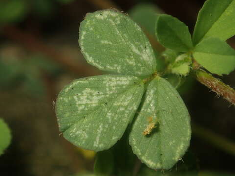 Image of Clover mite