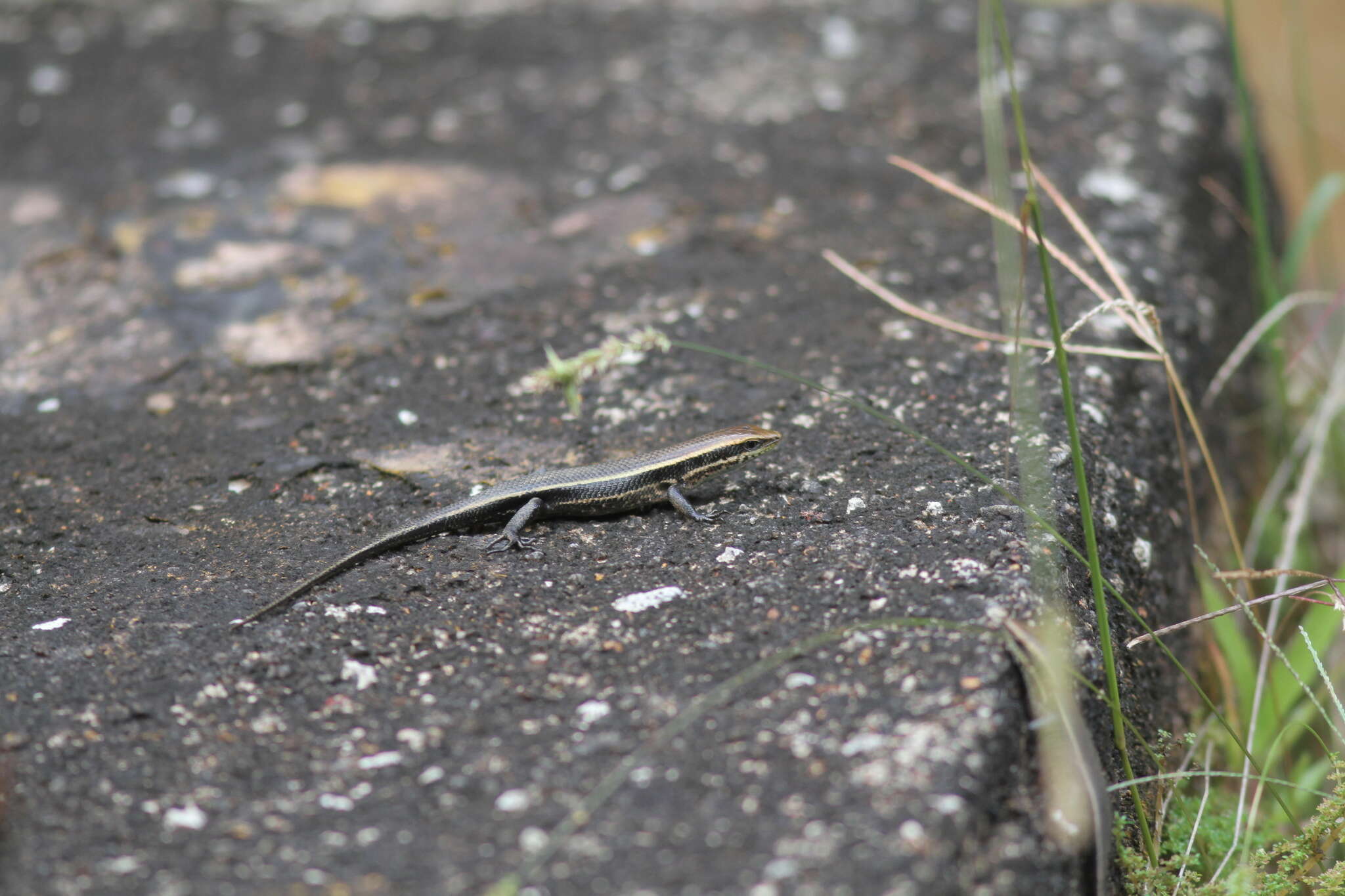 Imagem de Eutropis greeri Batuwita 2016