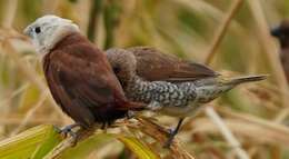 Image of White-headed Munia