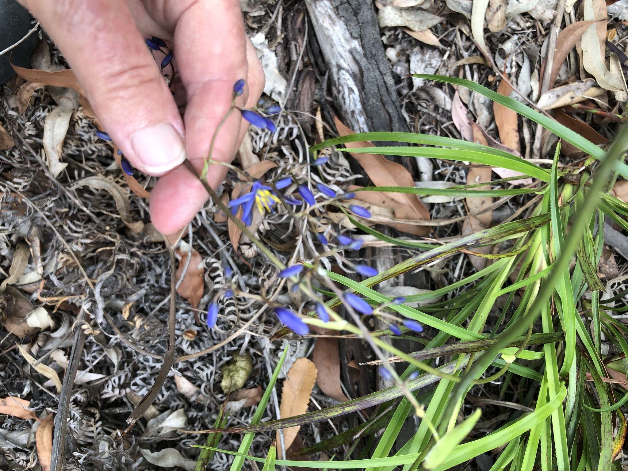 Image of Dianella caerulea var. producta R. J. F. Hend.