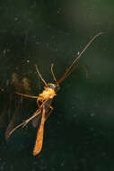 Image of Enicospilus flavostigma Hooker 1912