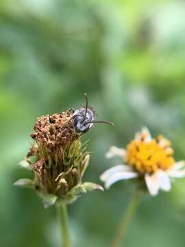 Image of Lasioglossum albescens (Smith 1853)