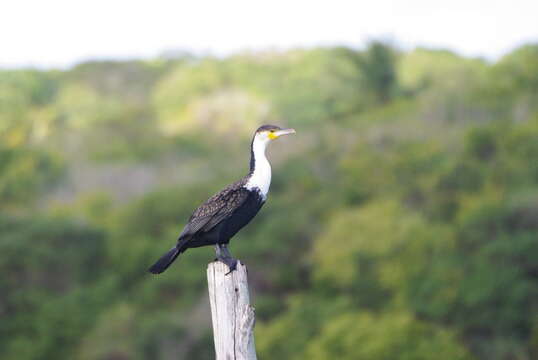 Imagem de Phalacrocorax carbo lucidus