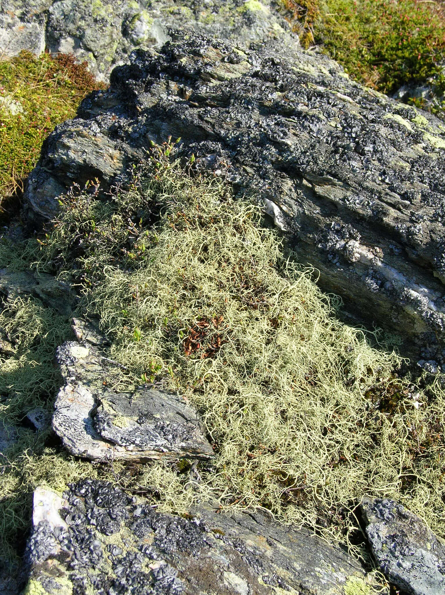 Image of witch's hair lichen