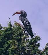 Image of Hemprich's Hornbill