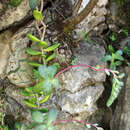 Image of Pachyphytum rogeliocardenasii Pérez-Calix & R. Torres