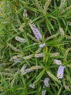 Image of Veronica stricta var. egmontiana (L. B. Moore) Garn.-Jones