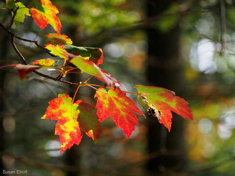 Image of Acer rubrum var. rubrum