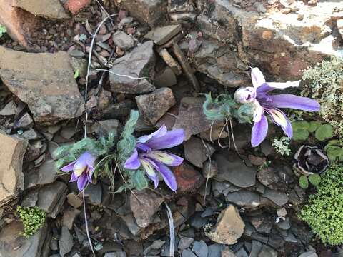 Image of Babiana crispa G. J. Lewis