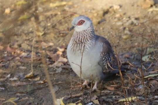 Image of Columba guinea guinea Linnaeus 1758