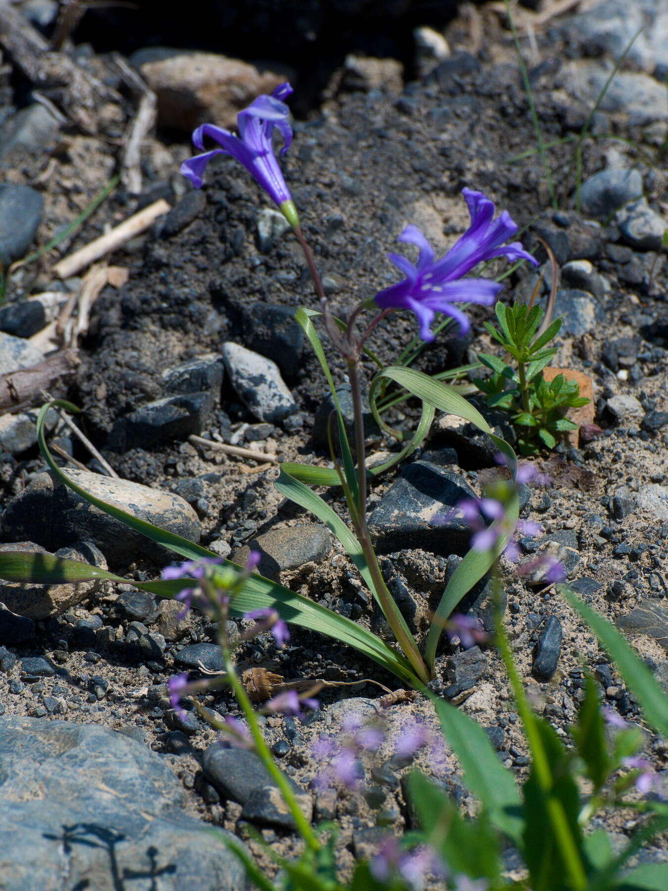 Image of Ixiolirion tataricum (Pall.) Schult. & Schult. fil.