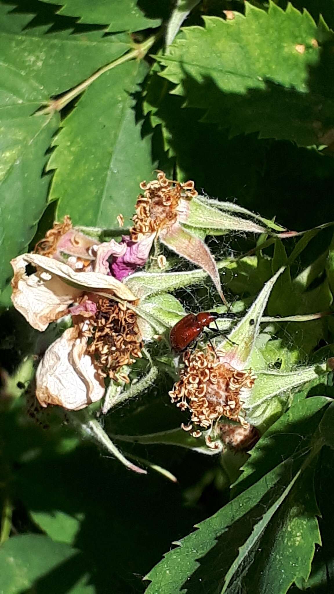 Image of Rose Curculio