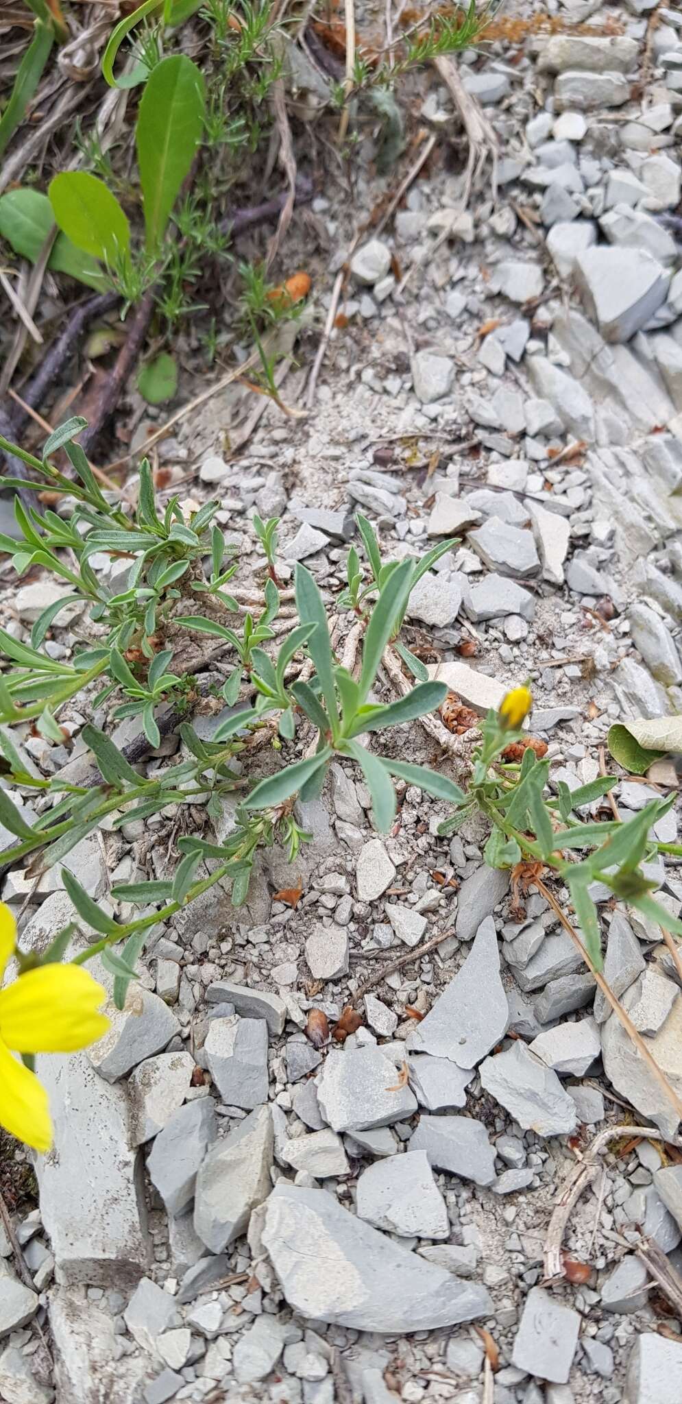 Image of Linum tauricum Willd.