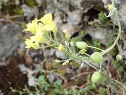 Image of Aurinia sinuata (L.) Griseb.