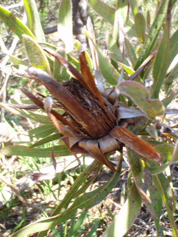 Imagem de Protea burchellii Stapf